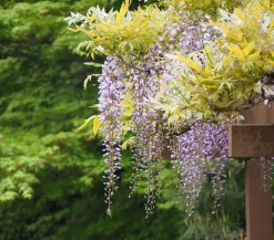 Dehner Kletterpflanzen - Blauregen 'Amethyst Falls®' Lavendel