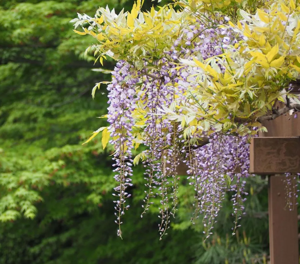 Dehner Kletterpflanzen - Blauregen 'Amethyst Falls®' Lavendel