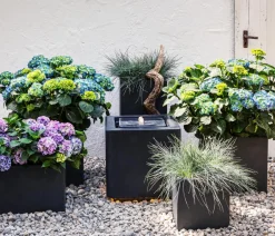 Dehner Grabschmuck & Grabgestaltung|Gräser - schwingel 'Compact Blue'
