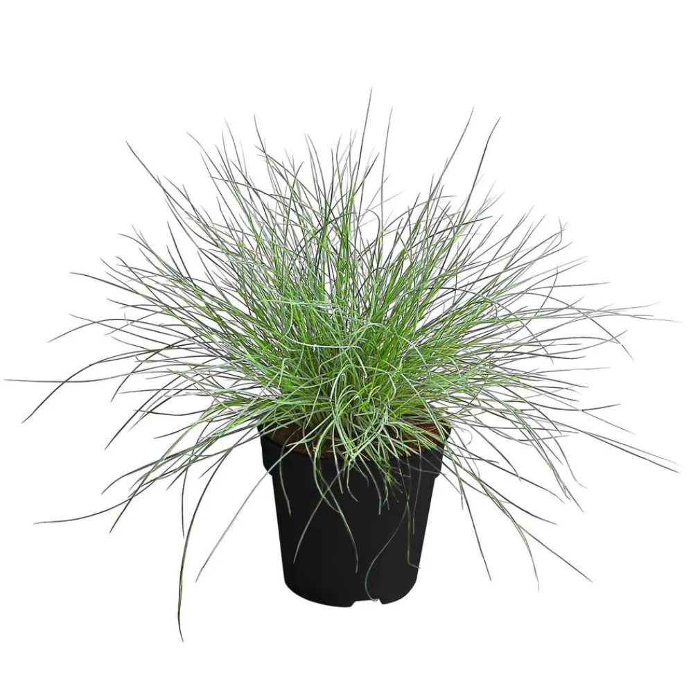 Dehner Grabschmuck & Grabgestaltung|Gräser - schwingel 'Compact Blue'