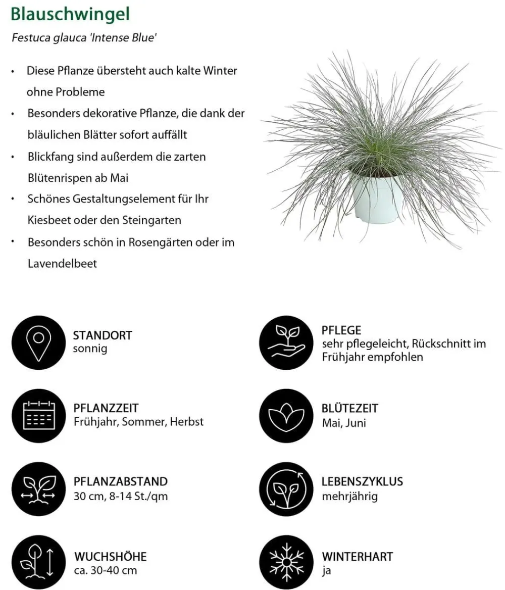 Dehner Grabschmuck & Grabgestaltung|Gräser > schwingel 'Intense Blue'