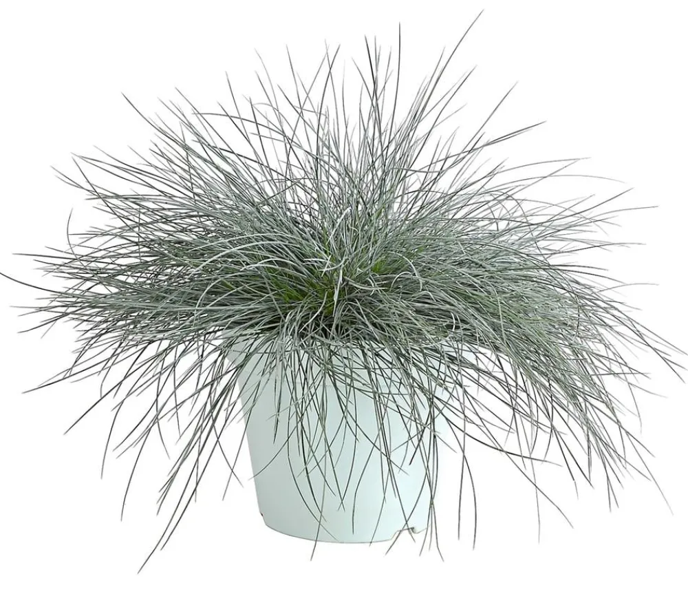 Dehner Grabschmuck & Grabgestaltung|Gräser - schwingel 'Intense Blue'
