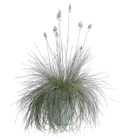 Dehner Grabschmuck & Grabgestaltung|Gräser - schwingel 'Intense Blue'