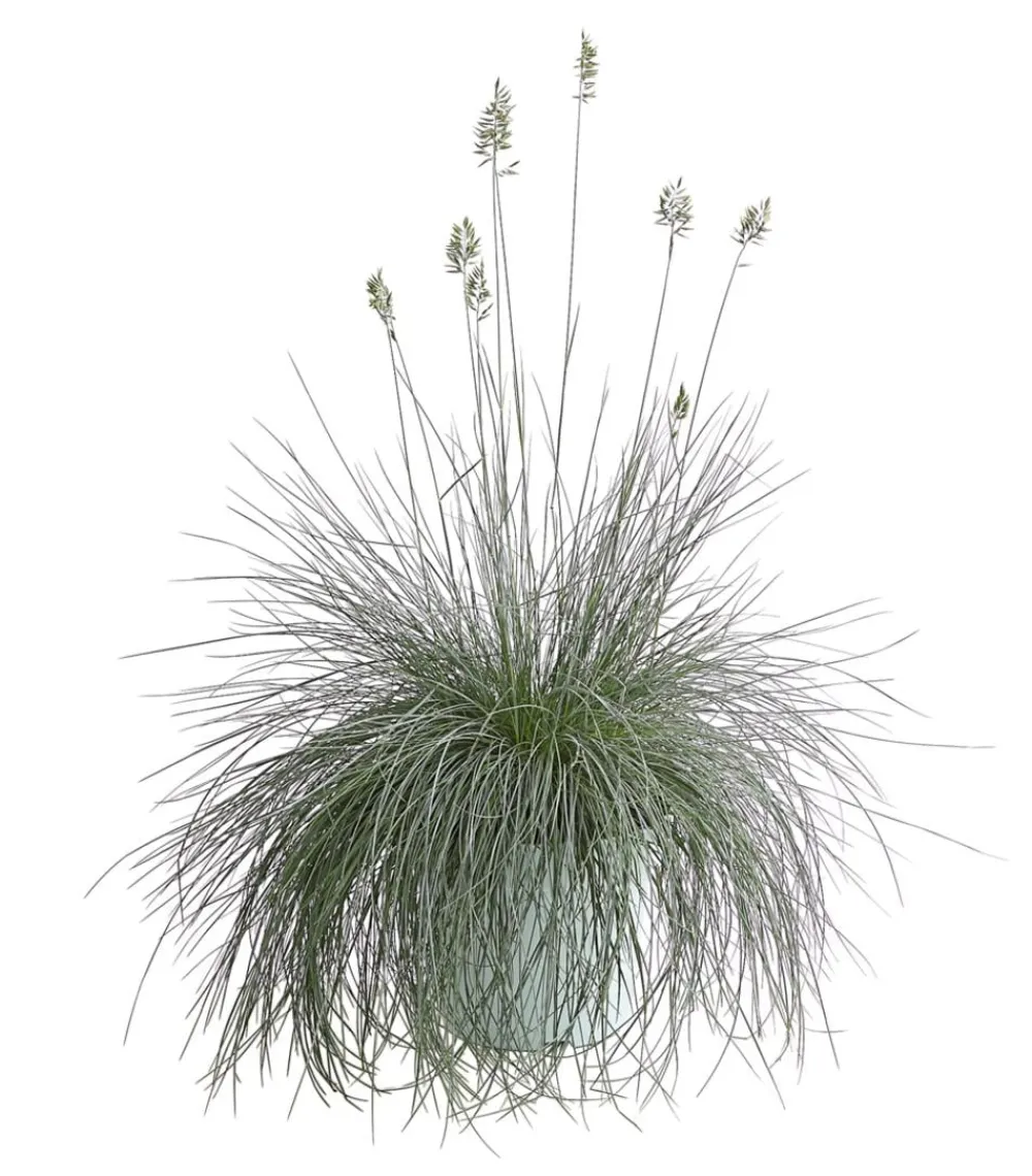 Dehner Grabschmuck & Grabgestaltung|Gräser - schwingel 'Intense Blue'