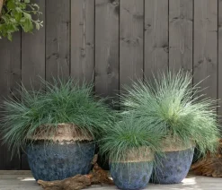 Dehner Grabschmuck & Grabgestaltung|Gräser - schwingel 'Intense Blue'