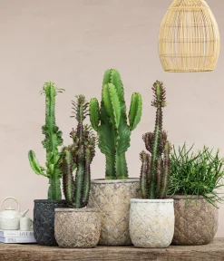 Dehner Bio Sukkulenten > Bleistiftbaum - Euphorbia tirucalli