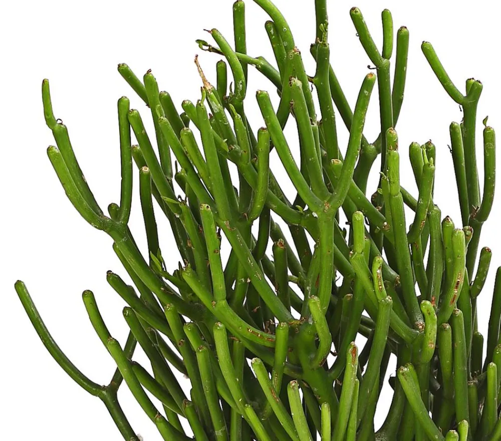 Dehner Bleistiftbaum - Euphorbia tirucalli Online