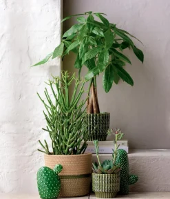 Dehner Bleistiftbaum - Euphorbia tirucalli Hot