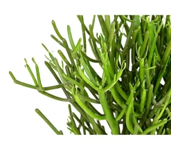 Dehner Sukkulenten - Bleistiftbaum - Euphorbia tirucalli