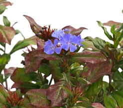 Herbstzauber Bleiwurz Lavendel Clearance