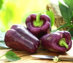 Dehner Peperoni- & Paprikapflanzen > Blockpaprika,