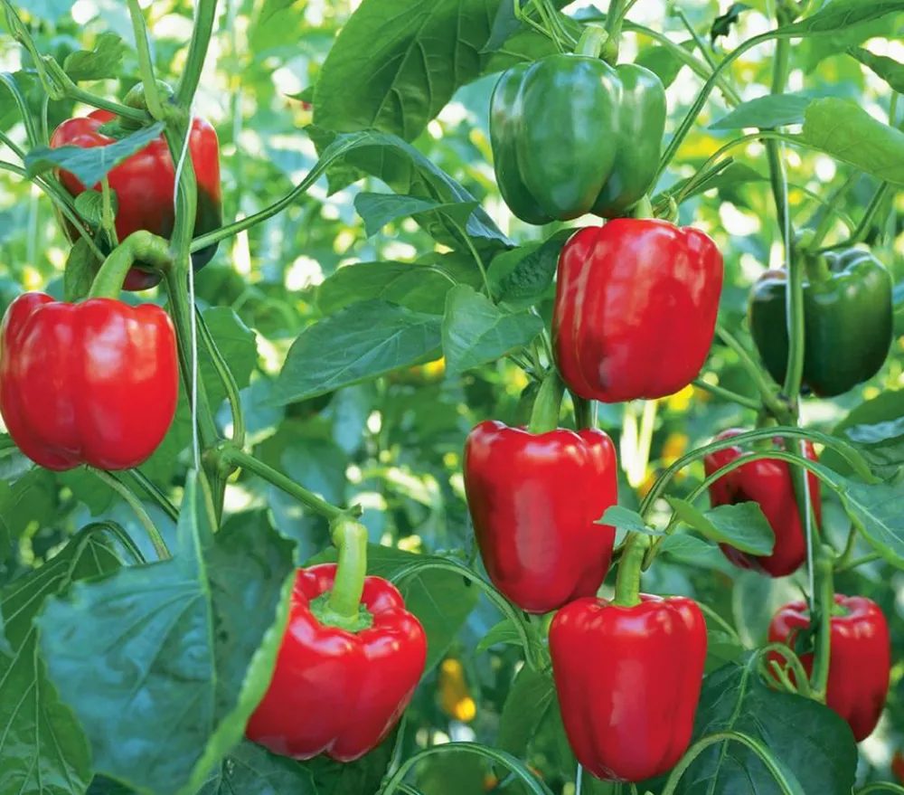 Dehner Peperoni- & Paprikapflanzen - Blockpaprika, Rot
