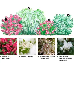 Dehner Hecken-Sets|Sträucher- & Rosen-Sets > Blütenhecke Elegance, 4-teilig