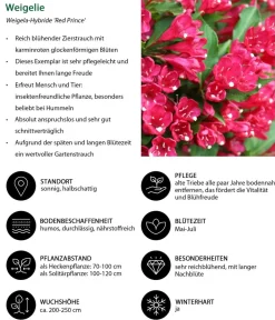 Dehner Hecken-Sets|Sträucher- & Rosen-Sets > Blütenhecke Elegance, 4-teilig