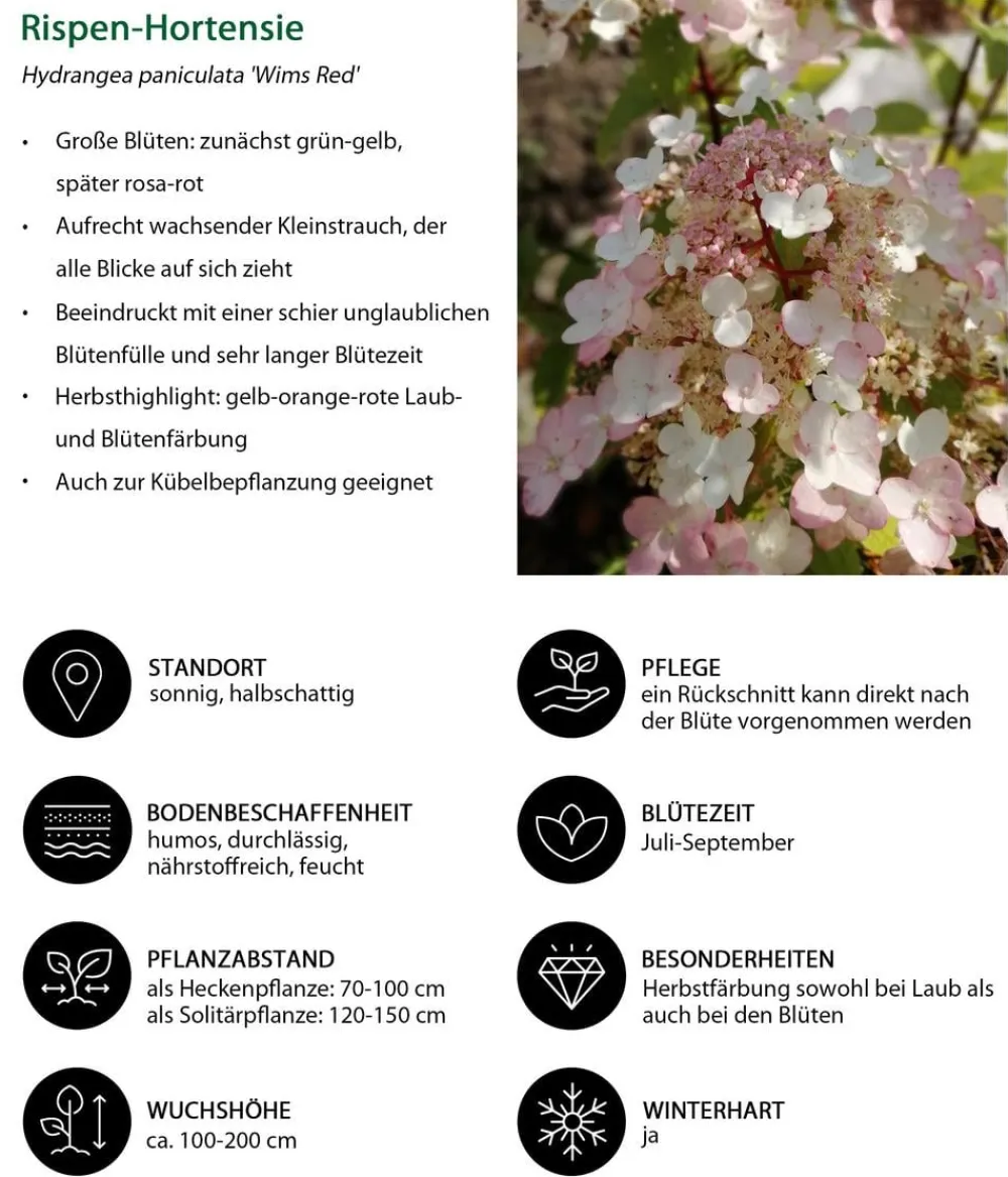 Dehner Hecken-Sets|Sträucher- & Rosen-Sets > Blütenhecke Elegance, 4-teilig