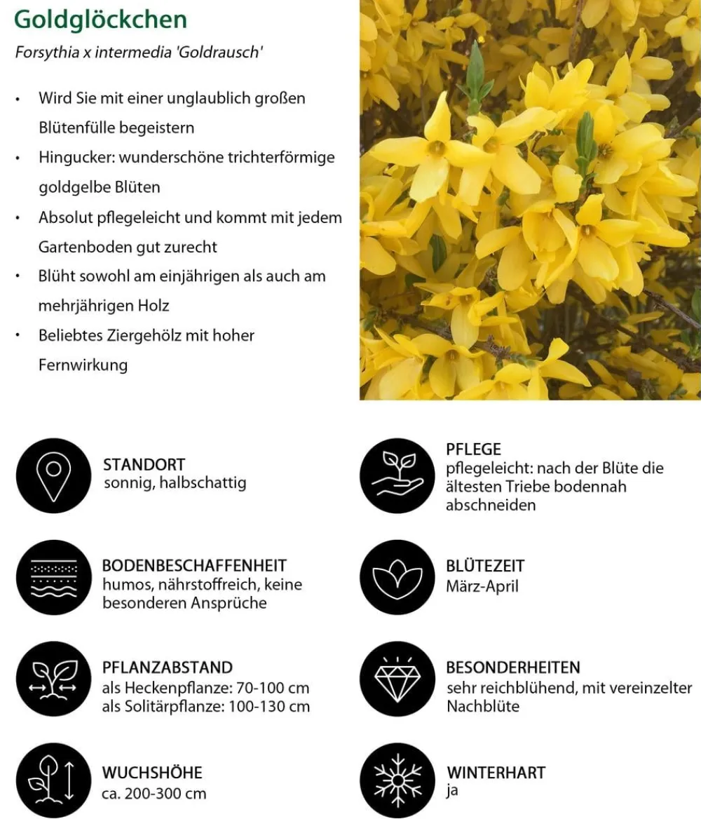 Dehner Blütenhecke Impress, 4-teilig Outlet