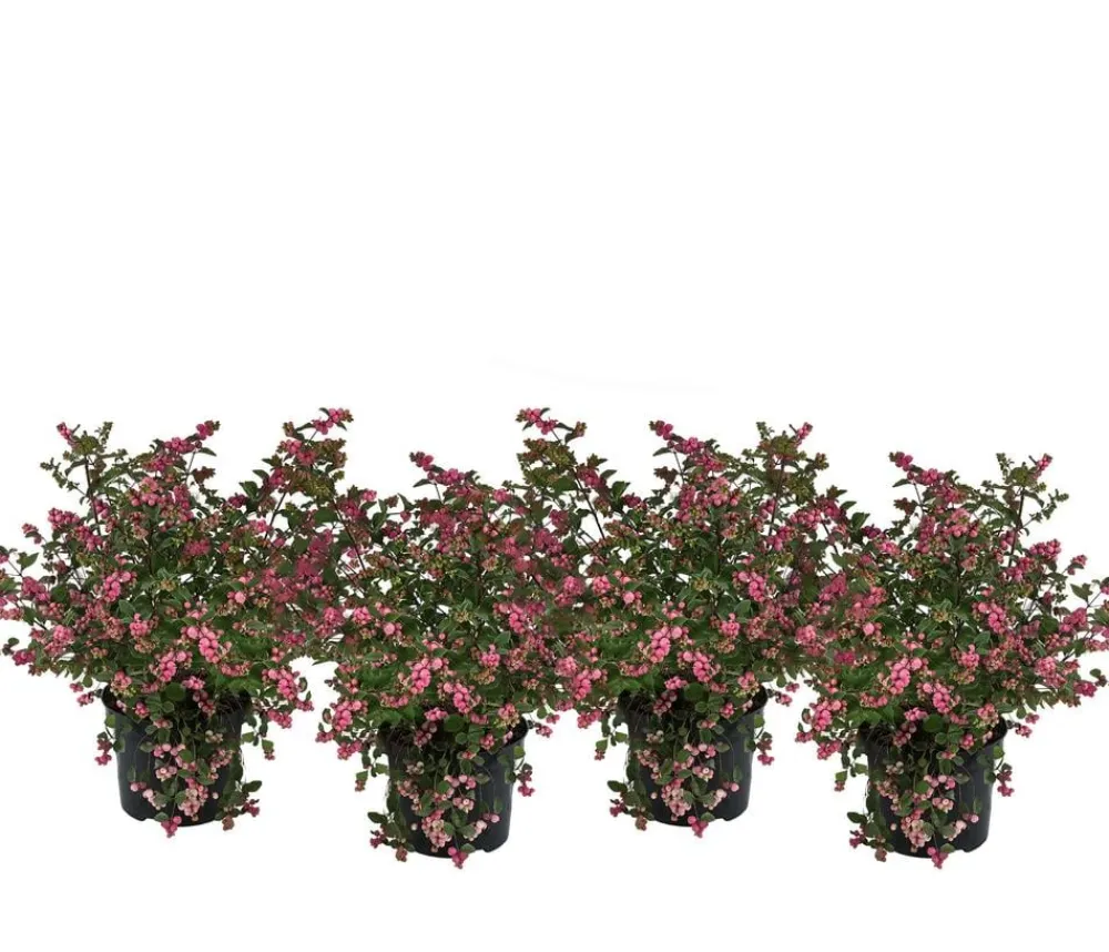 Dehner Heckenpflanzen|Vogelschutzhecken > Blütenhecke 'Mother of Pearl', 4er-Set