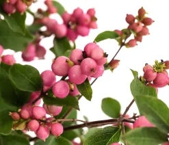 Dehner Heckenpflanzen|Vogelschutzhecken > Blütenhecke 'Mother of Pearl', 4er-Set