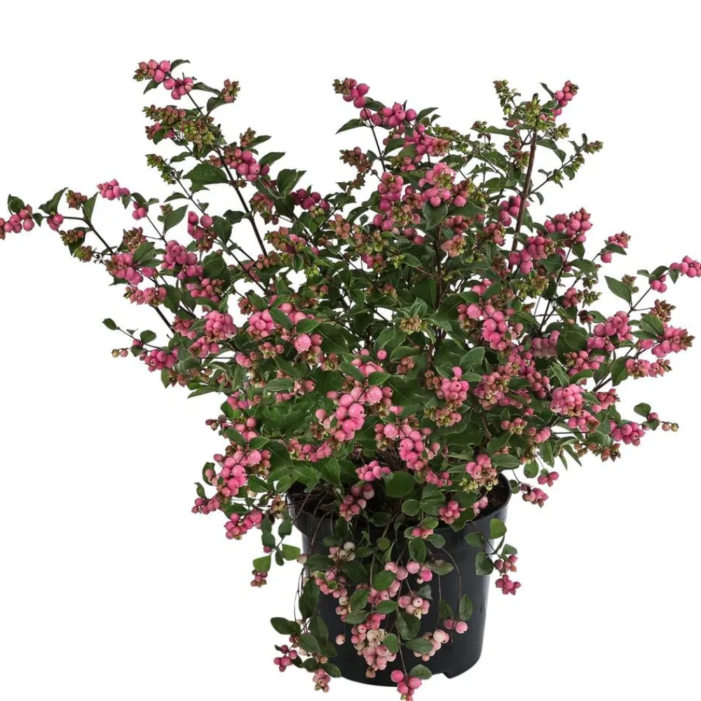 Dehner Heckenpflanzen|Vogelschutzhecken > Blütenhecke 'Mother of Pearl', 4er-Set