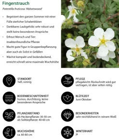 Dehner Hecken-Sets|Sträucher- & Rosen-Sets > Blütenhecke Nature, 4-teilig