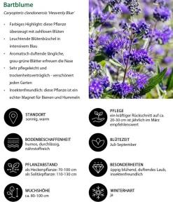 Dehner Hecken-Sets|Sträucher- & Rosen-Sets > Blütenhecke Nature, 4-teilig