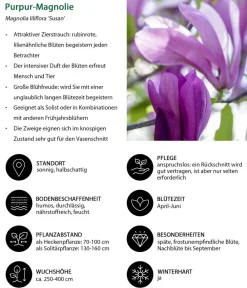 Dehner Hecken-Sets|Sträucher- & Rosen-Sets > Blütenhecke Pastell, 4-teilig