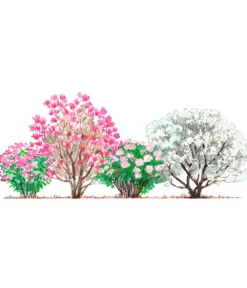 Dehner Hecken-Sets|Sträucher- & Rosen-Sets > Blütenhecke Pastell, 4-teilig