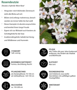 Dehner Hecken-Sets|Sträucher- & Rosen-Sets > Blütenhecke Pastell, 4-teilig