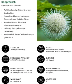 Dehner Hecken-Sets|Sträucher- & Rosen-Sets - Blütenhecke Princess, 4-teilig