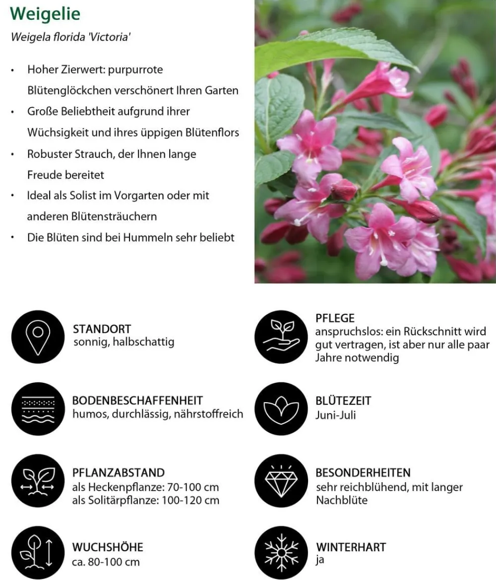 Dehner Blütenhecke Romance, 4-teilig Sale