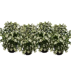 Dehner Heckenpflanzen|Vogelschutzhecken - Blütenhecke 'White Hedge', 4er-Set Rosa