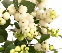 Dehner Heckenpflanzen|Vogelschutzhecken - Blütenhecke 'White Hedge', 4er-Set Rosa