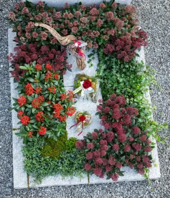 Dehner Blütenskimmie 'Rubella' Hellrot
