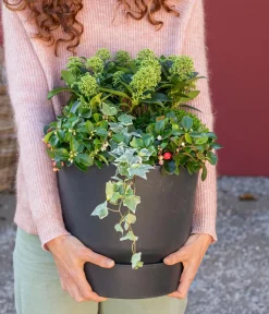 Dehner Blütenskimmie 'White Globe' Weiß Sale