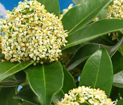 Dehner Blütenskimmie 'White Globe' Weiß Best