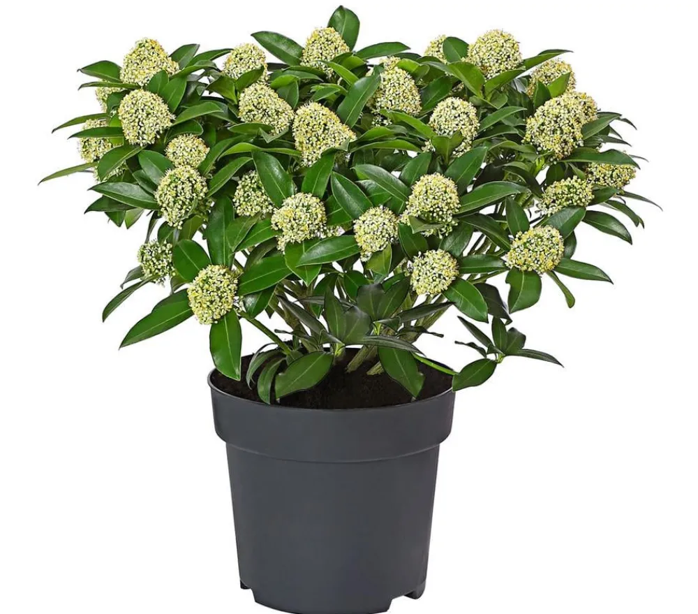 Dehner Blütenskimmie 'White Globe' Weiß Best
