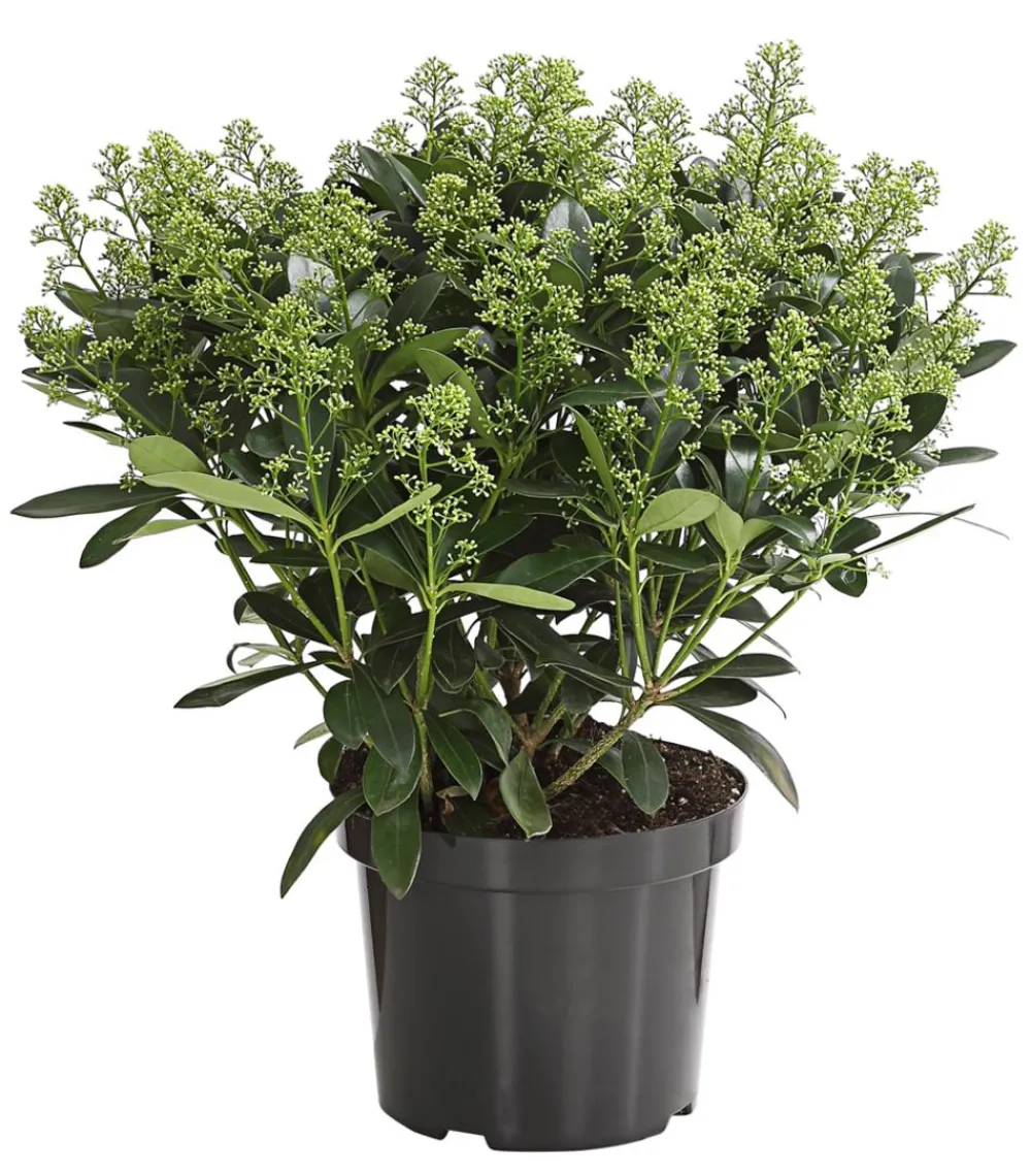 Dehner Blütenskimmie 'White Lady' Weiß Sale