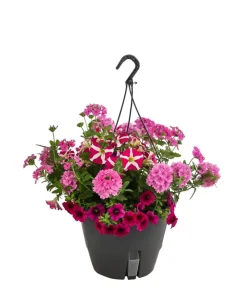 Dehner Pflanzenampeln|Sommerblumen > Blumenampel, verschiedene Sorten