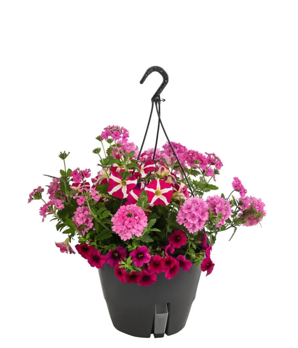 Dehner Pflanzenampeln|Sommerblumen > Blumenampel, verschiedene Sorten
