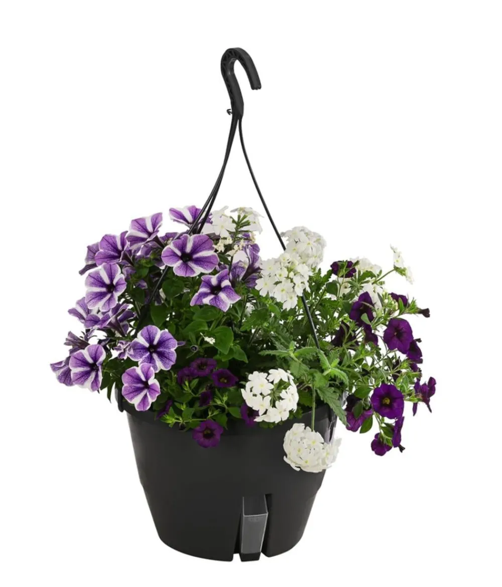Dehner Pflanzenampeln|Sommerblumen > Blumenampel, verschiedene Sorten