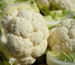 Dehner Blumenkohl, 6er Schale Discount