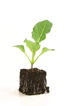 Dehner Blumenkohl, 6er Schale Discount