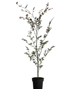 Dehner Laubgehölze|Heckenpflanzen - Blutbuche 'Purpurea'