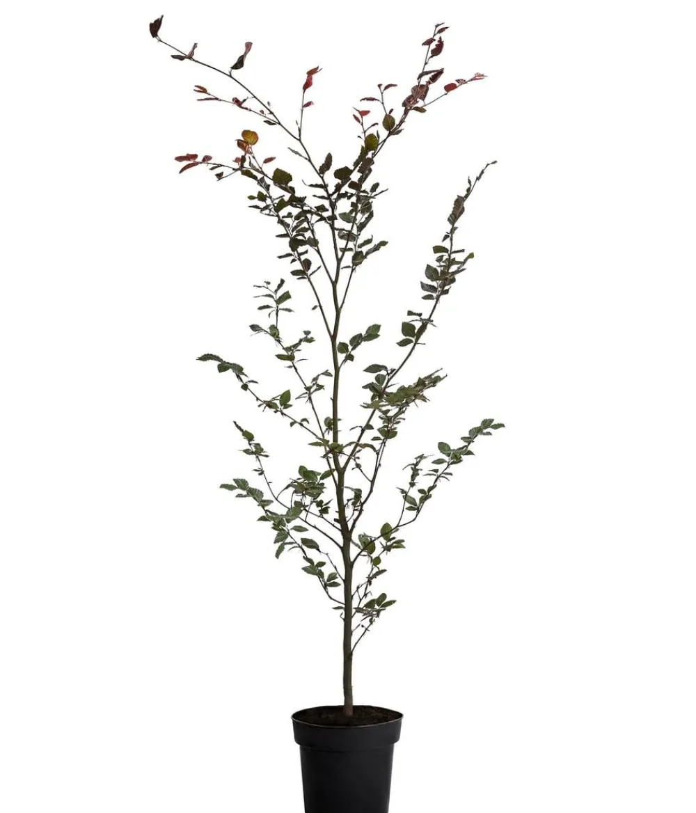 Dehner Laubgehölze|Heckenpflanzen - Blutbuche 'Purpurea'