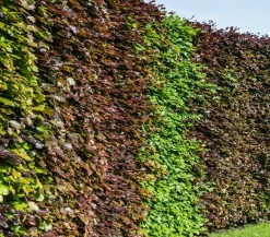 Dehner Laubgehölze|Heckenpflanzen - Blutbuche 'Purpurea'