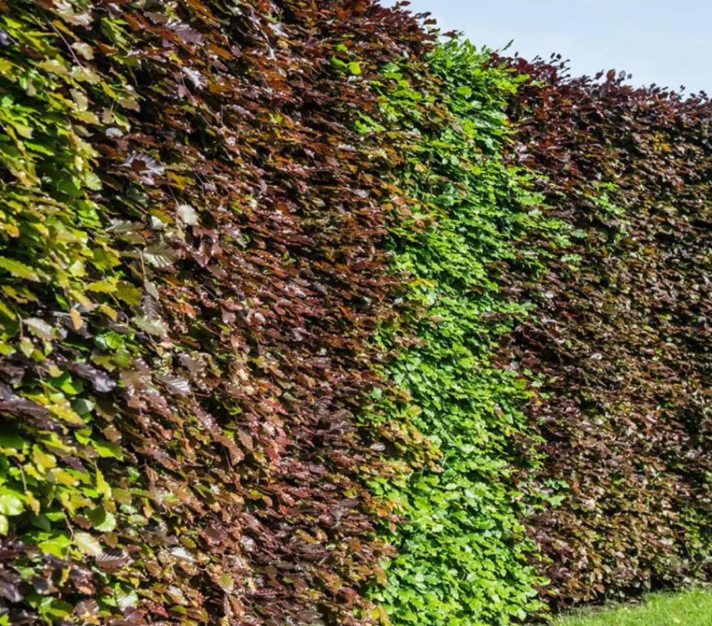 Dehner Laubgehölze|Heckenpflanzen - Blutbuche 'Purpurea'