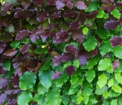 Dehner Laubgehölze|Heckenpflanzen - Blutbuche 'Purpurea'