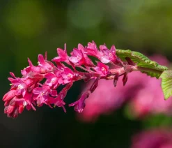 Dehner Laubgehölze|Blühende Sträucher - Blut-Johannisbeere 'King Edward VII' Pink