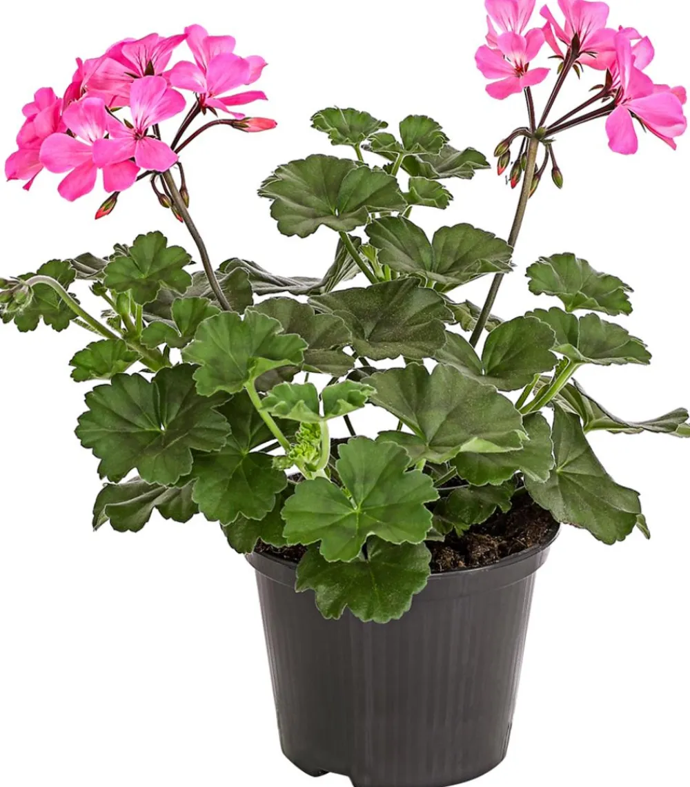 Dehner Geranien|Sommerblumen - Bodendecker-Geranie 'Caliente Dark', verschiedene Farben