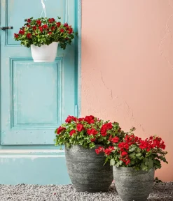 Dehner Geranien|Sommerblumen - Bodendecker-Geranie 'Caliente Dark', verschiedene Farben